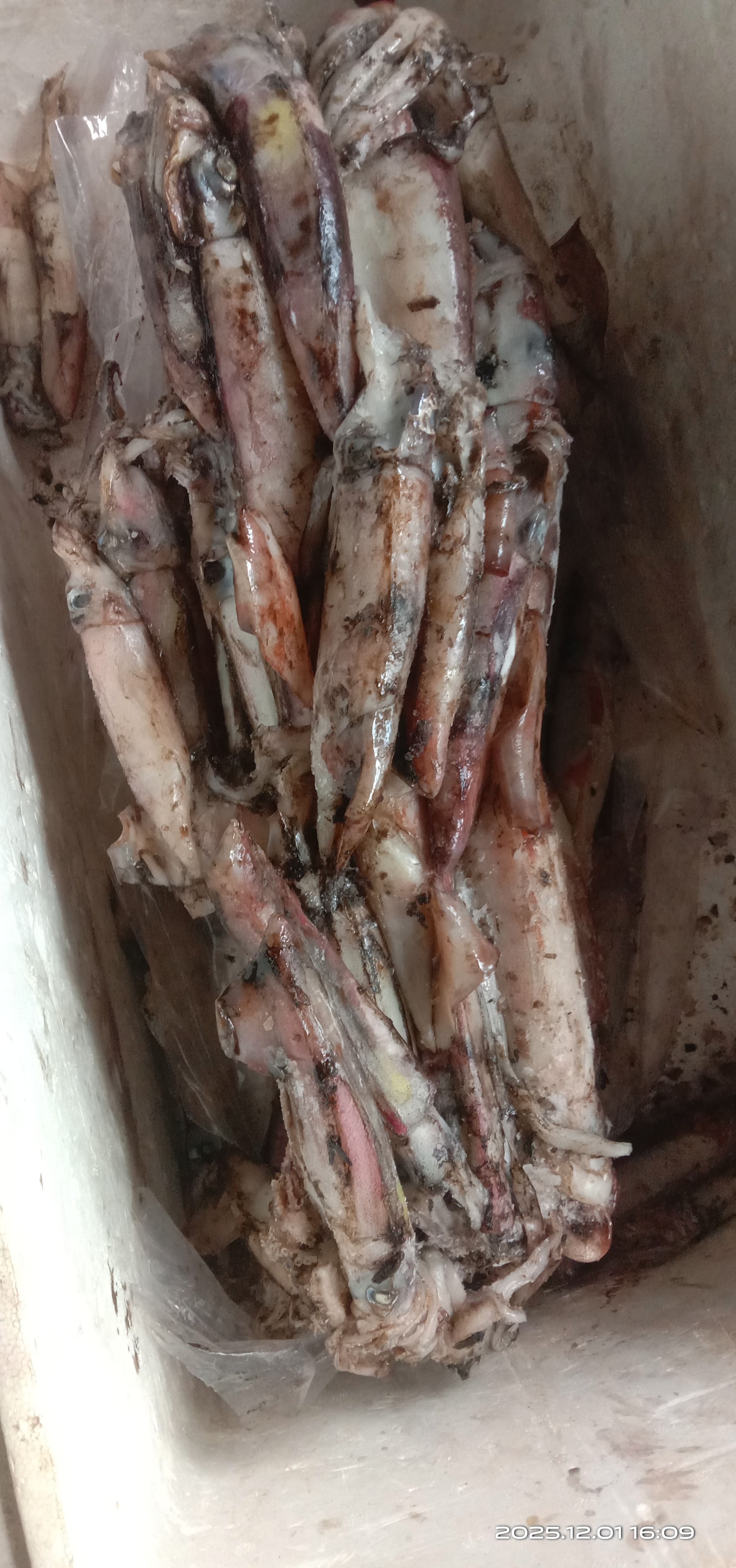 Cumi Sotong
