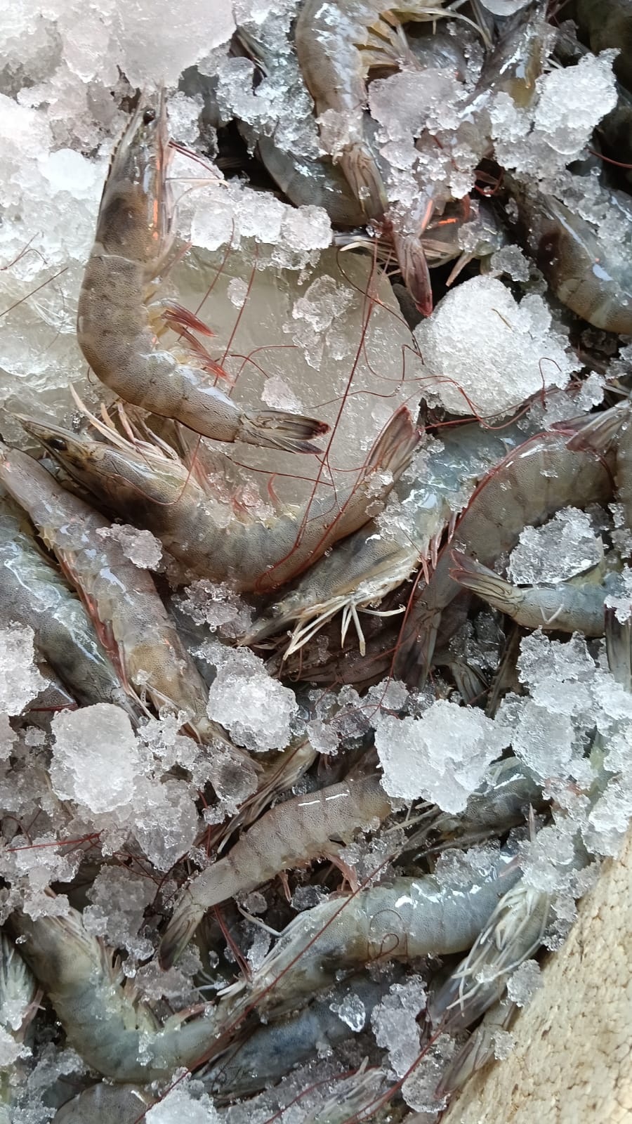Udang vanami