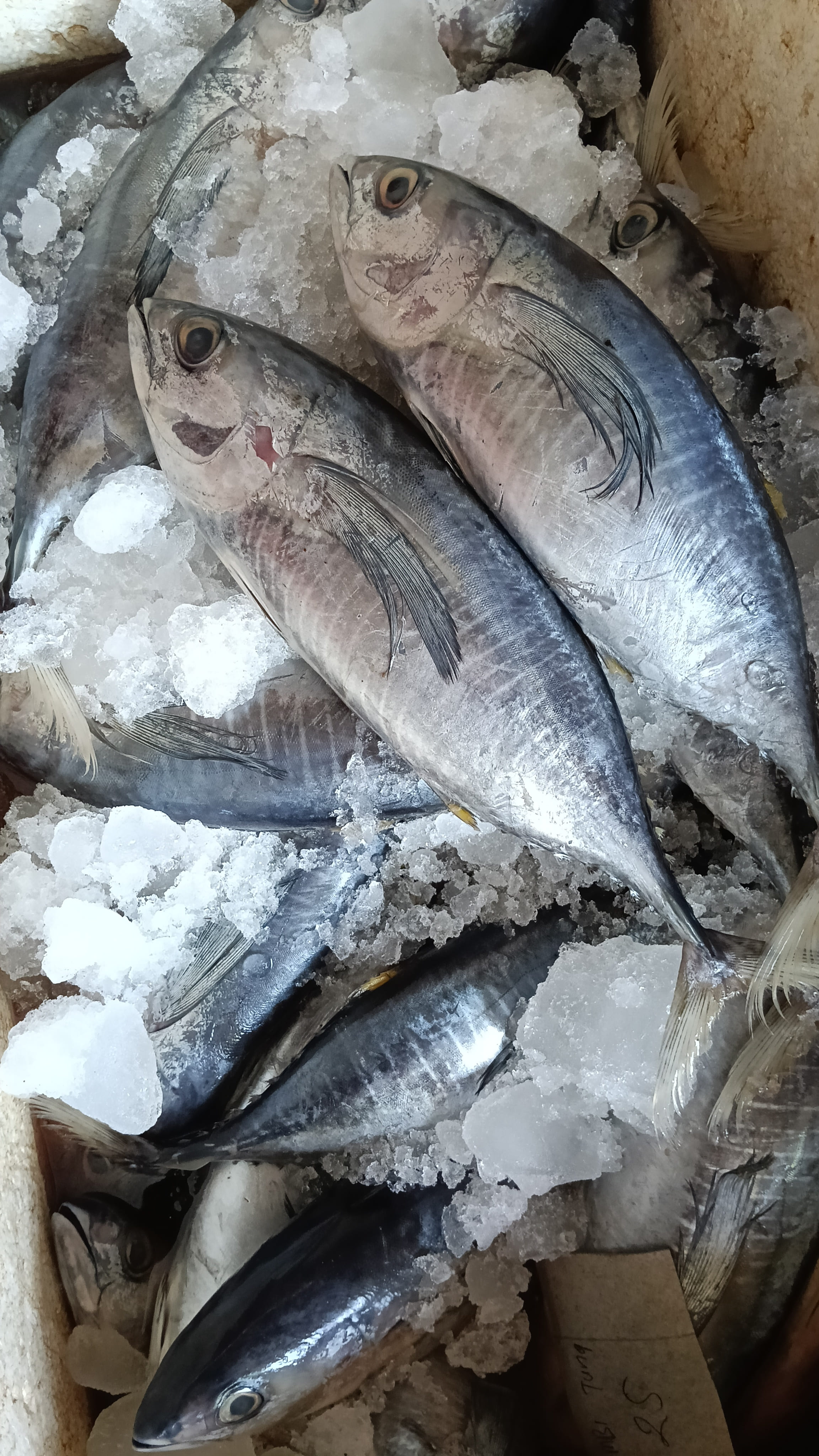 Ikan tuna fresh