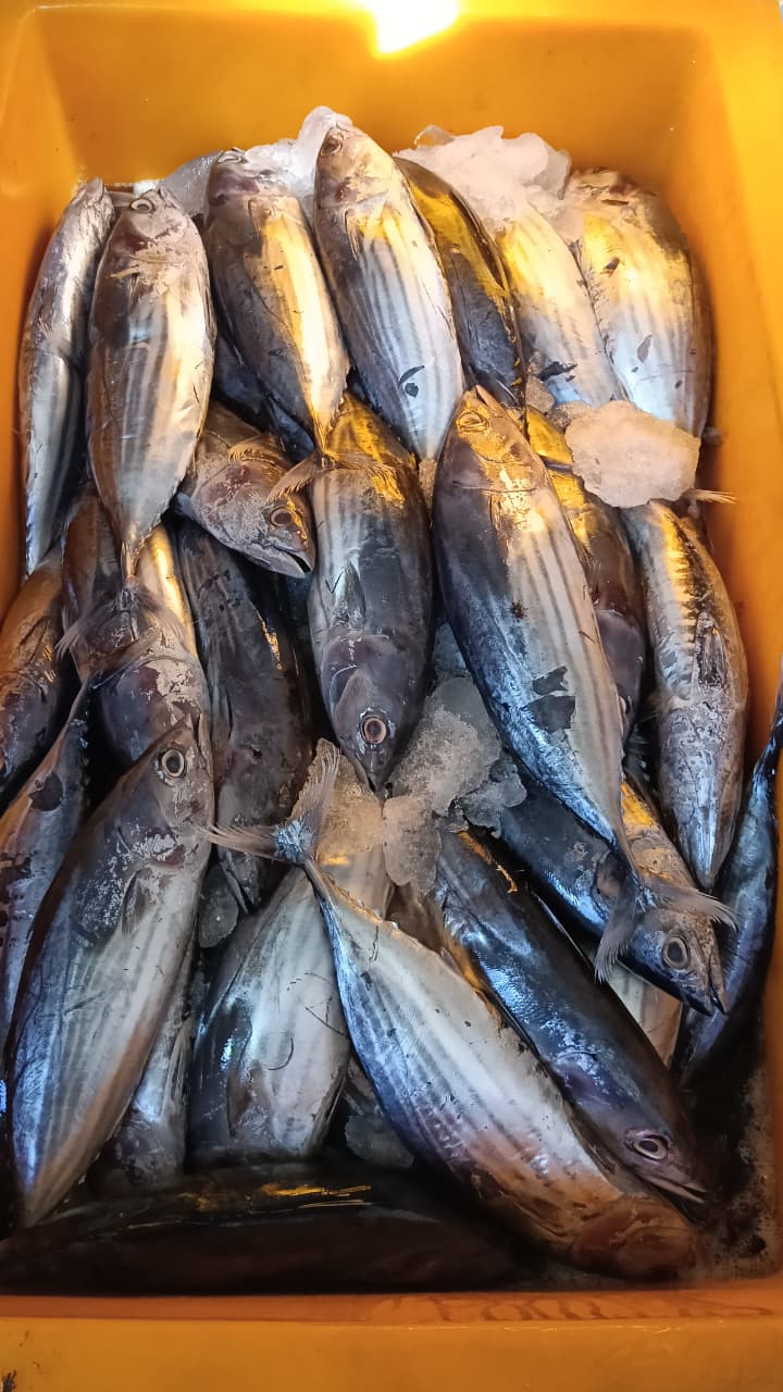 Ikan tongkol